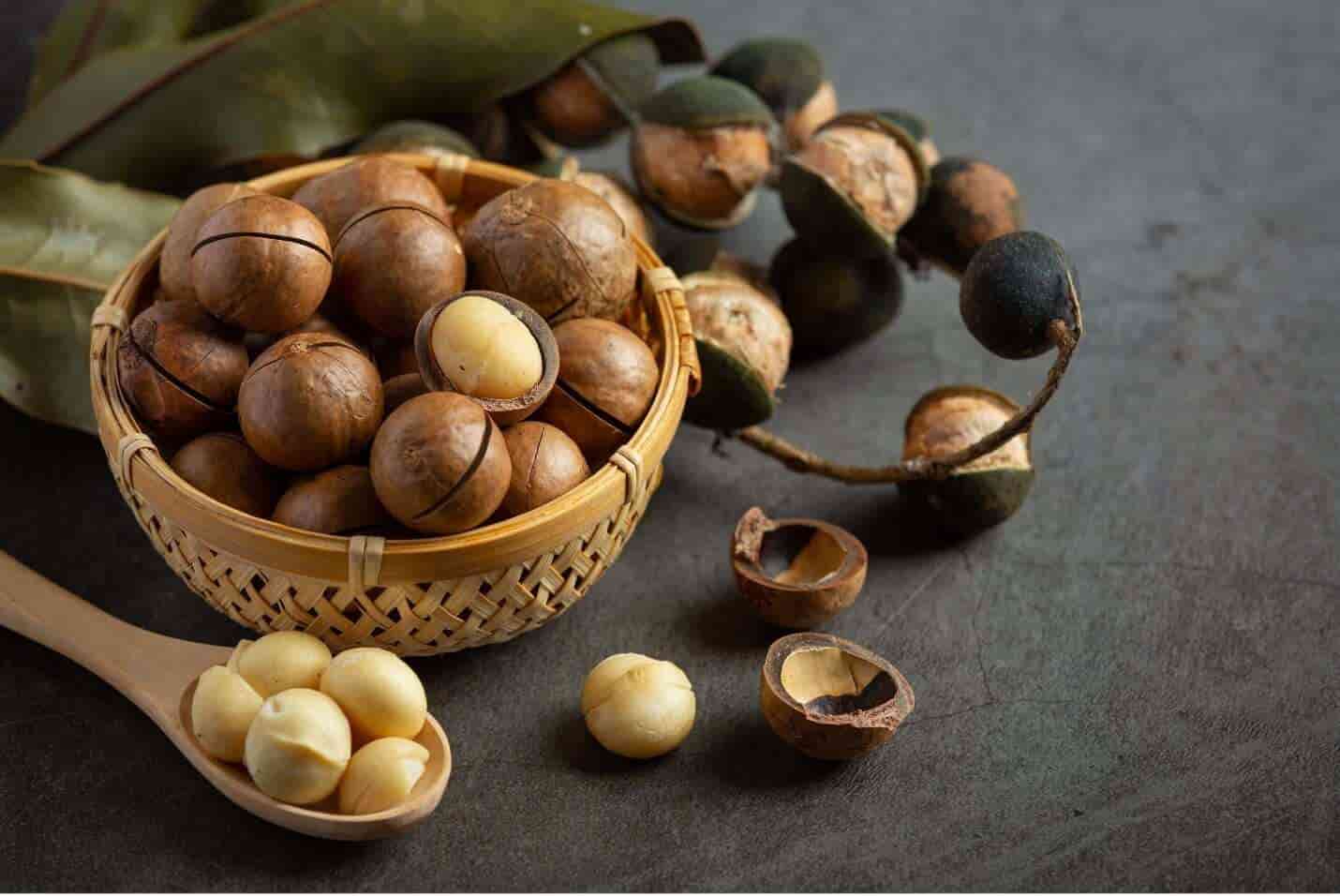 تصویر 4 از خرید فندق افریقایی + قیمت فروش استثنایی